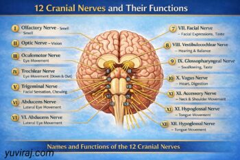 Cranial Nerves